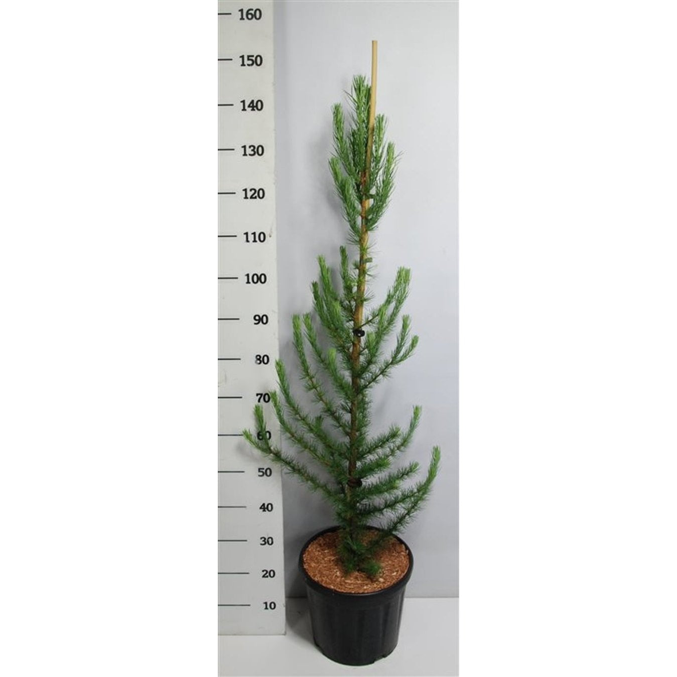 Japansk lärk – Larix kaempferi 'Jakobsen's Pyramid' - C12 100-125 CM